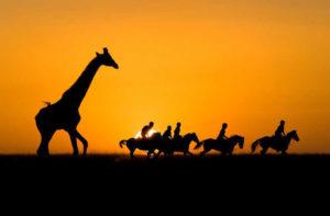 10 Non-Traditional Safari Adventures