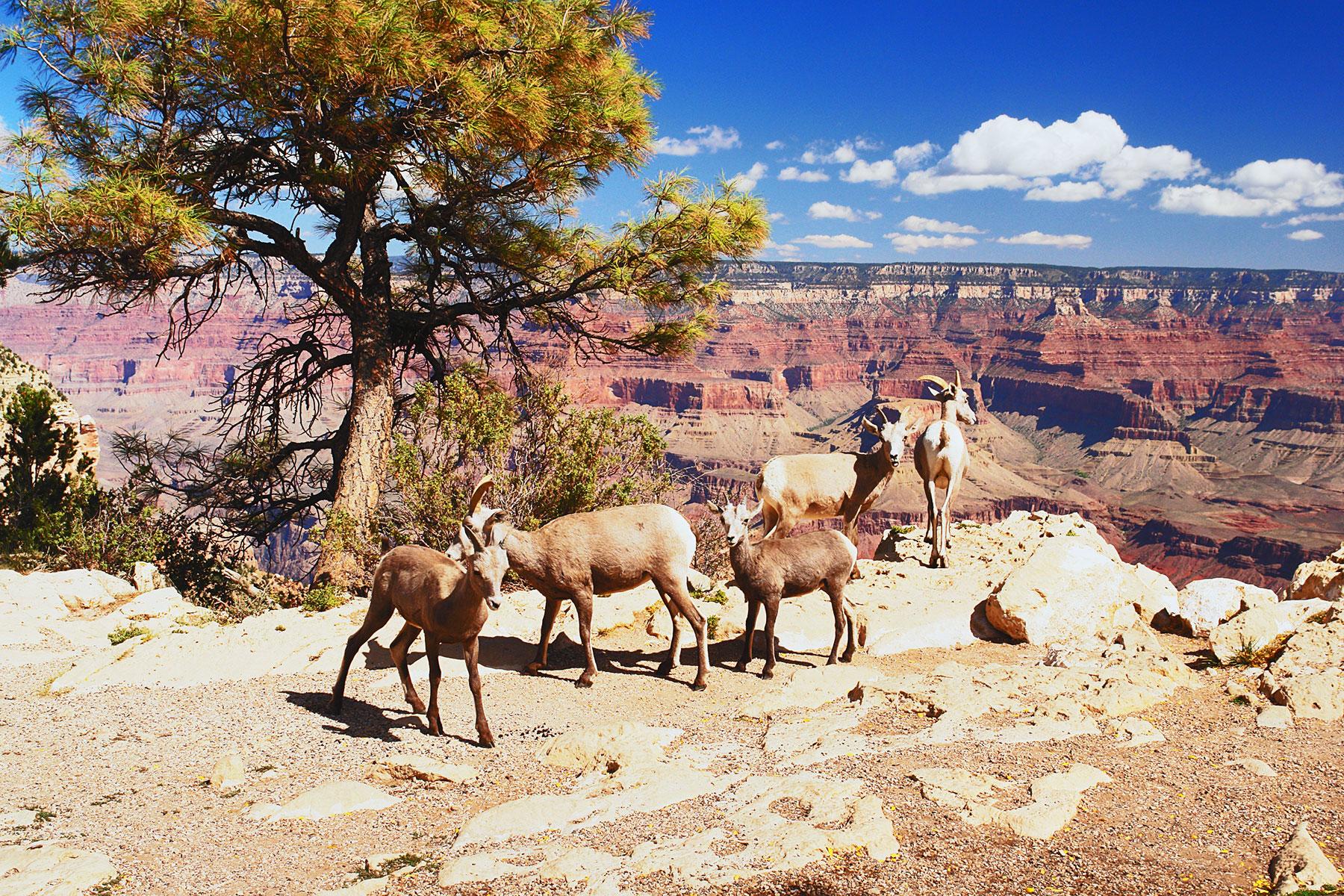 15_GrandCanyon101_WhatWildlife_shutterstock193875899_3