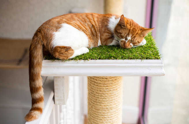 10 Irresistibly Cute Cat Cafes Around The World Fodors Travel Guide