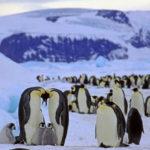 4-penguins-st-george-antarctica