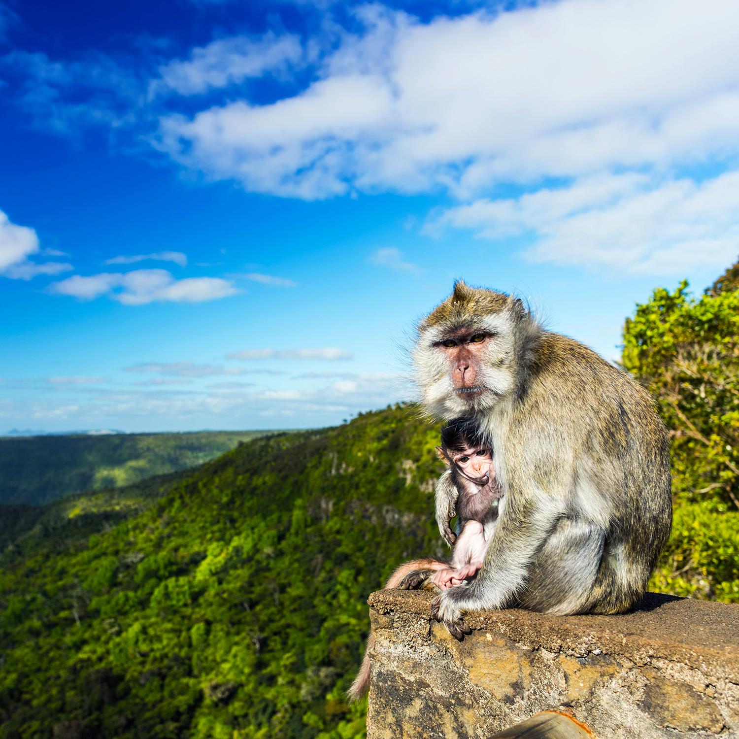 6.2_Ultimate-Things-To-Do-Mauritius-Black-River-Gorges-National-Park-02-shutterstock_530076745