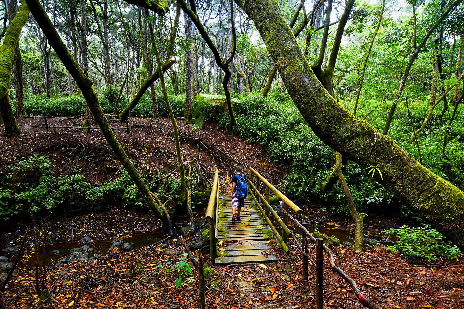 6.3_Ultimate-Things-To-Do-Mauritius-Black-River-Gorges-National-Park-03-shutterstock_532836310