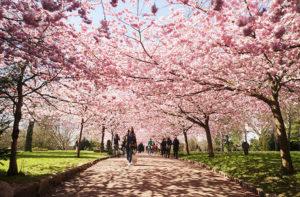 9 Gorgeous Spring Blossom Festivals Around the World