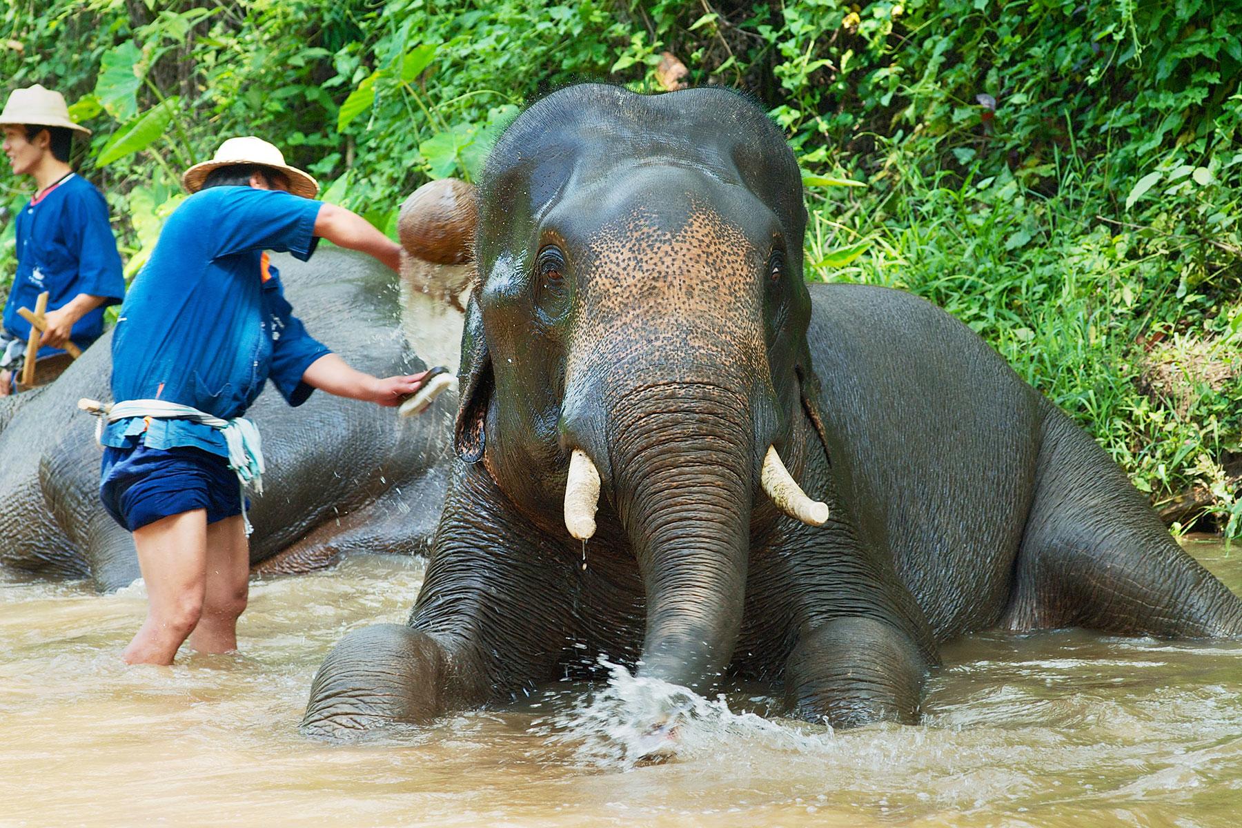 16_Angkor101_Elephants_dreamstime_xxl_99879311