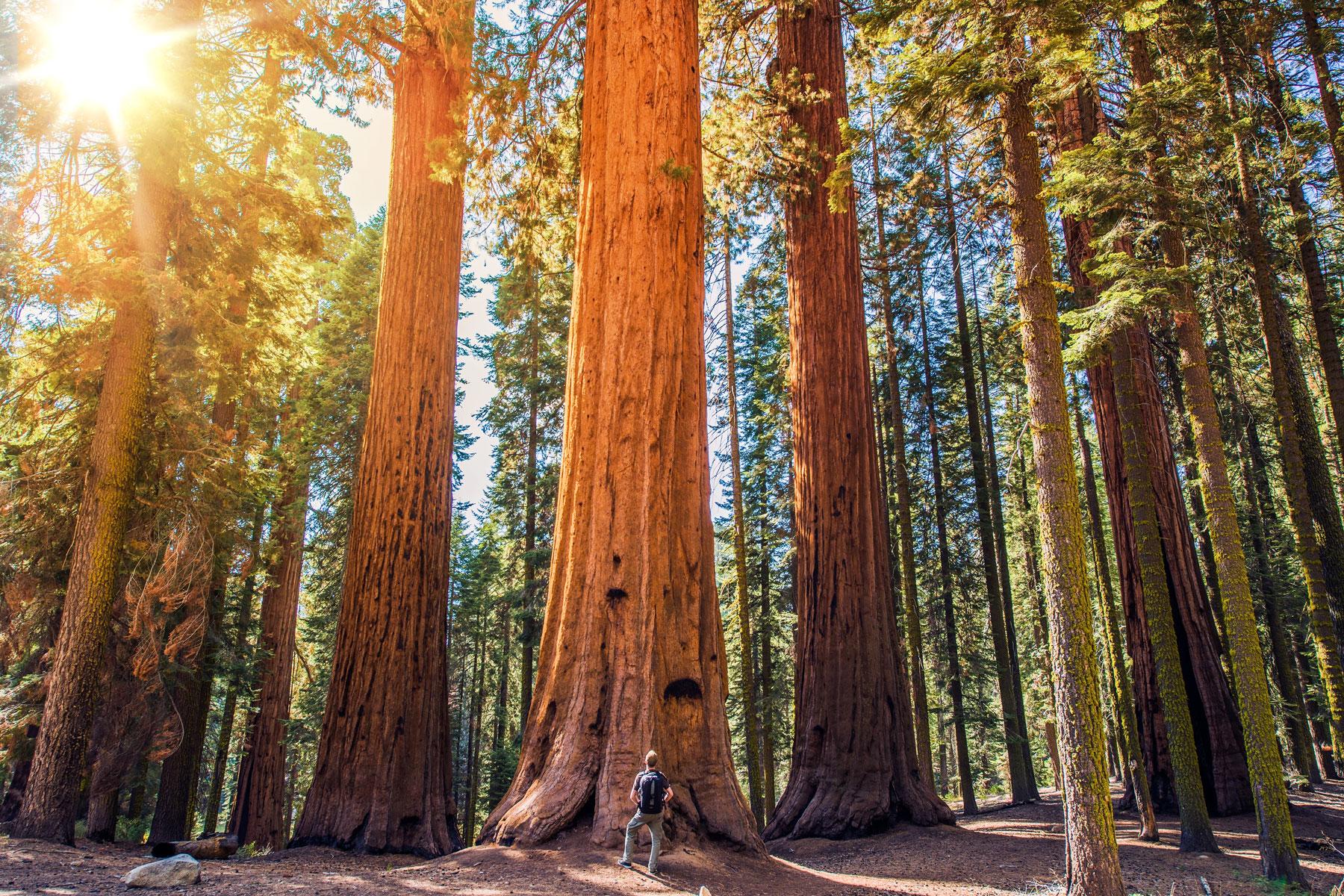 02_FodorsEd_Returning_Redwoods_shutterstock_221462002