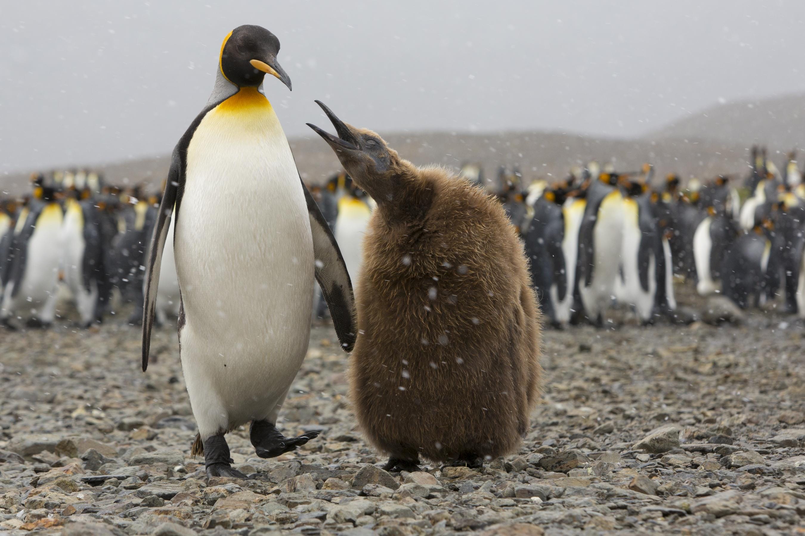 12 Penguin photos010