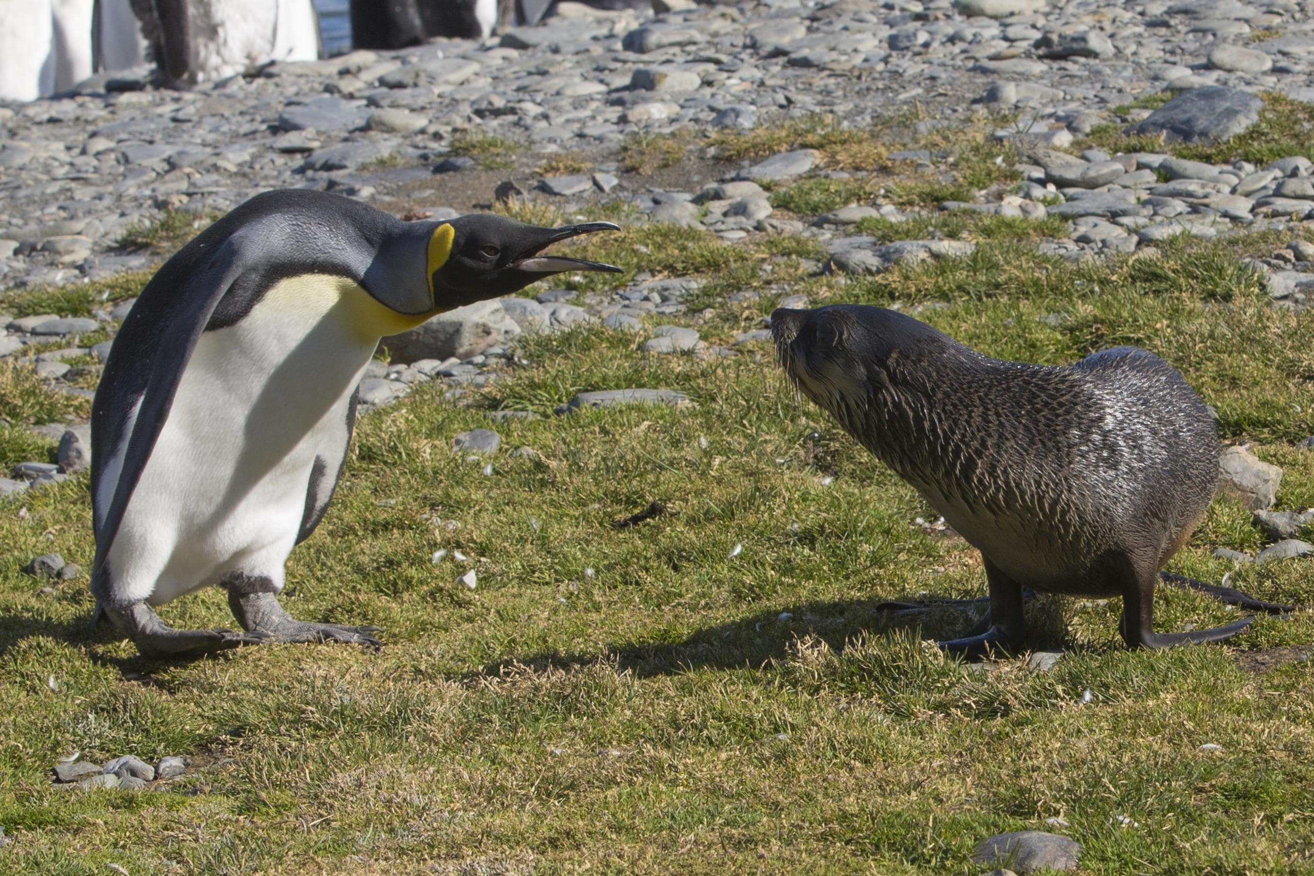 12 Penguin photos011