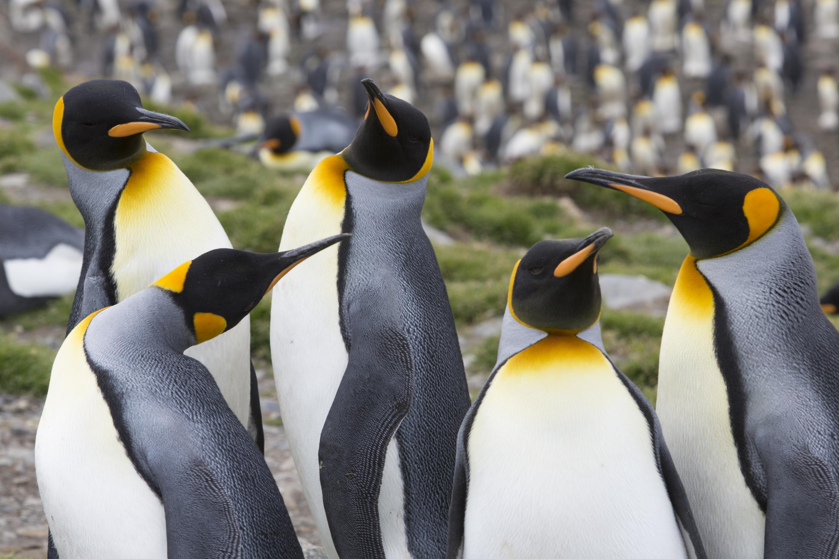 12 Penguin photos012