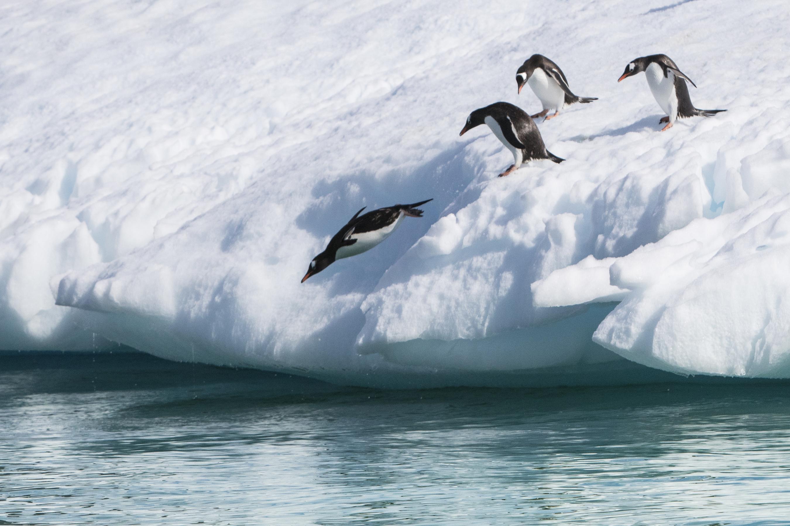 12 Penguin photos04