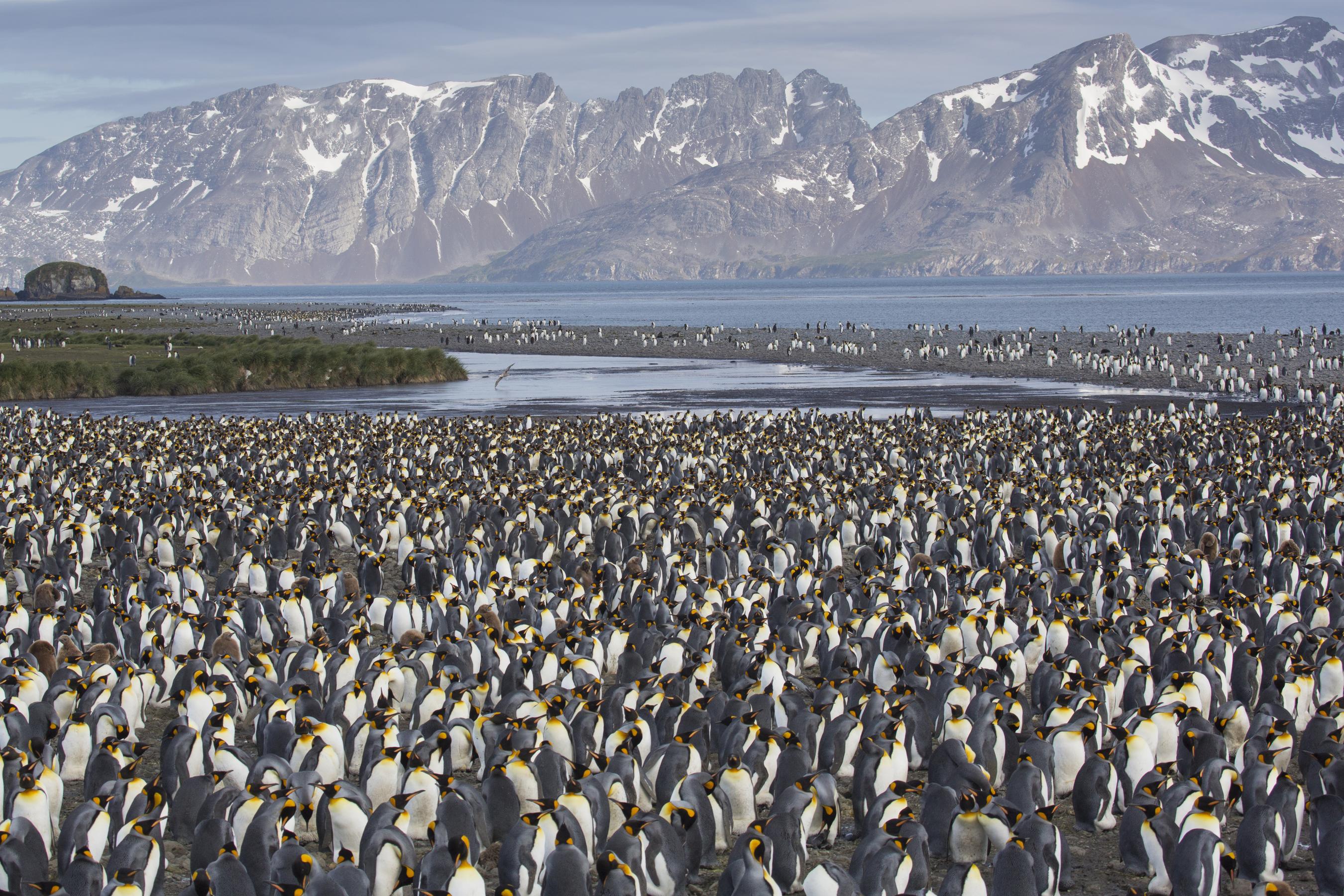 12 Penguin photos08