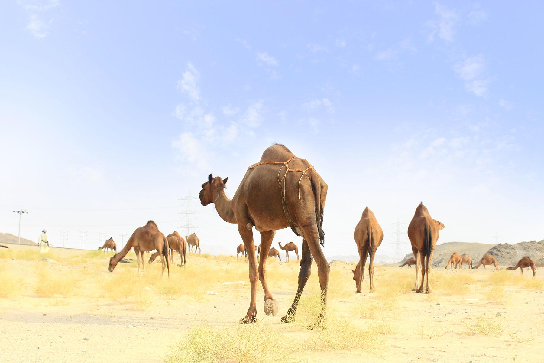 18_ReasonsToVisitKuwait_DesertSafari_shutterstock_488428990_1