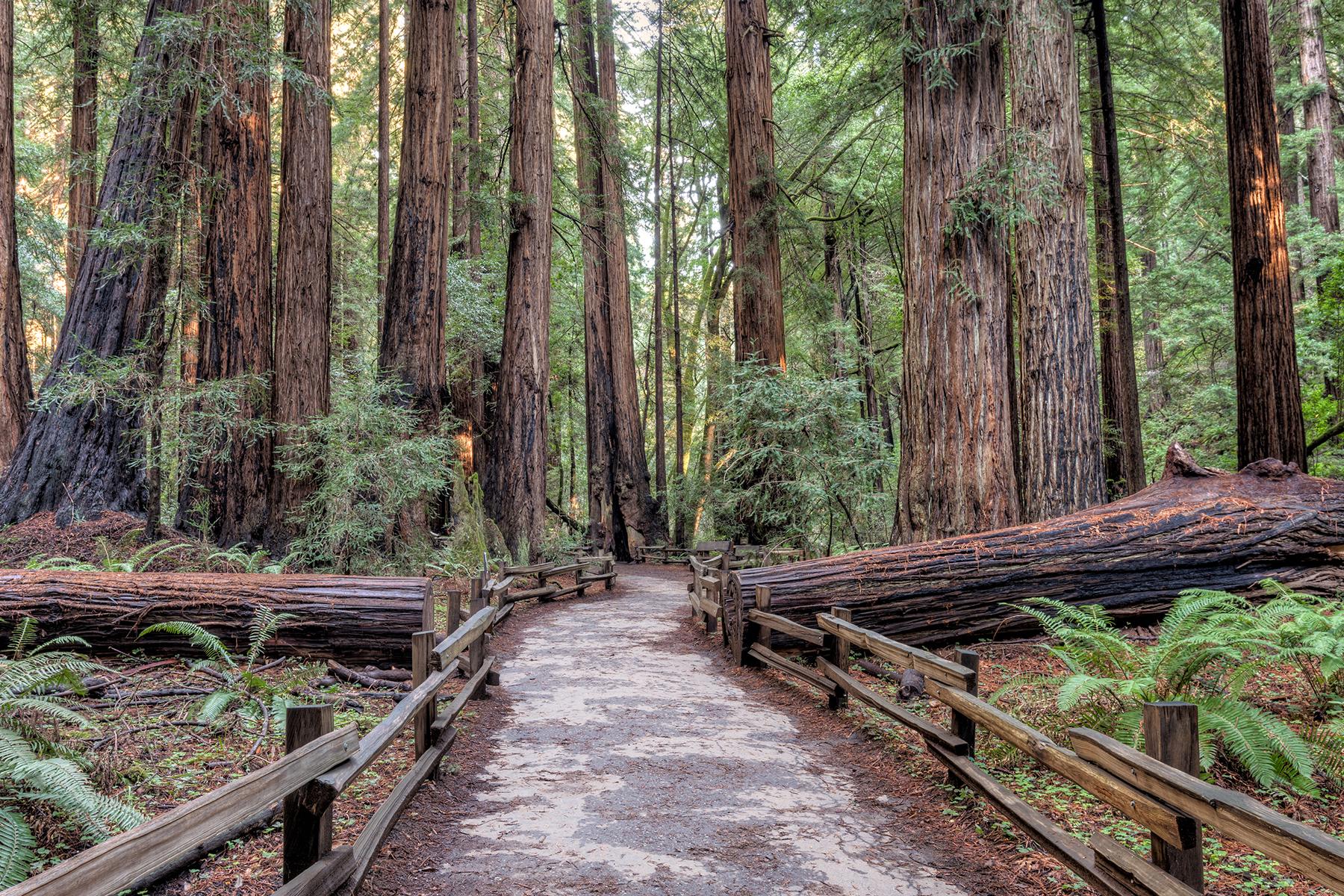 21 Muir Woods National Monument