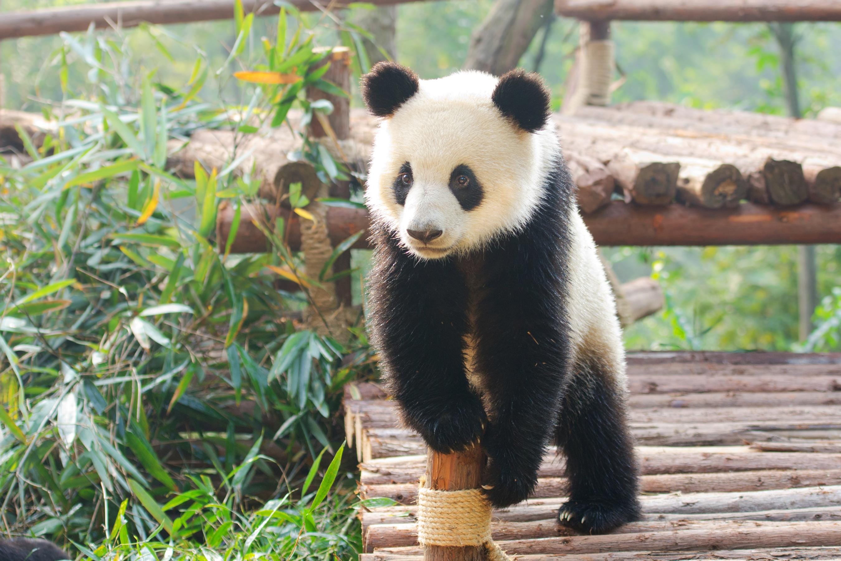 chengdu panda travel