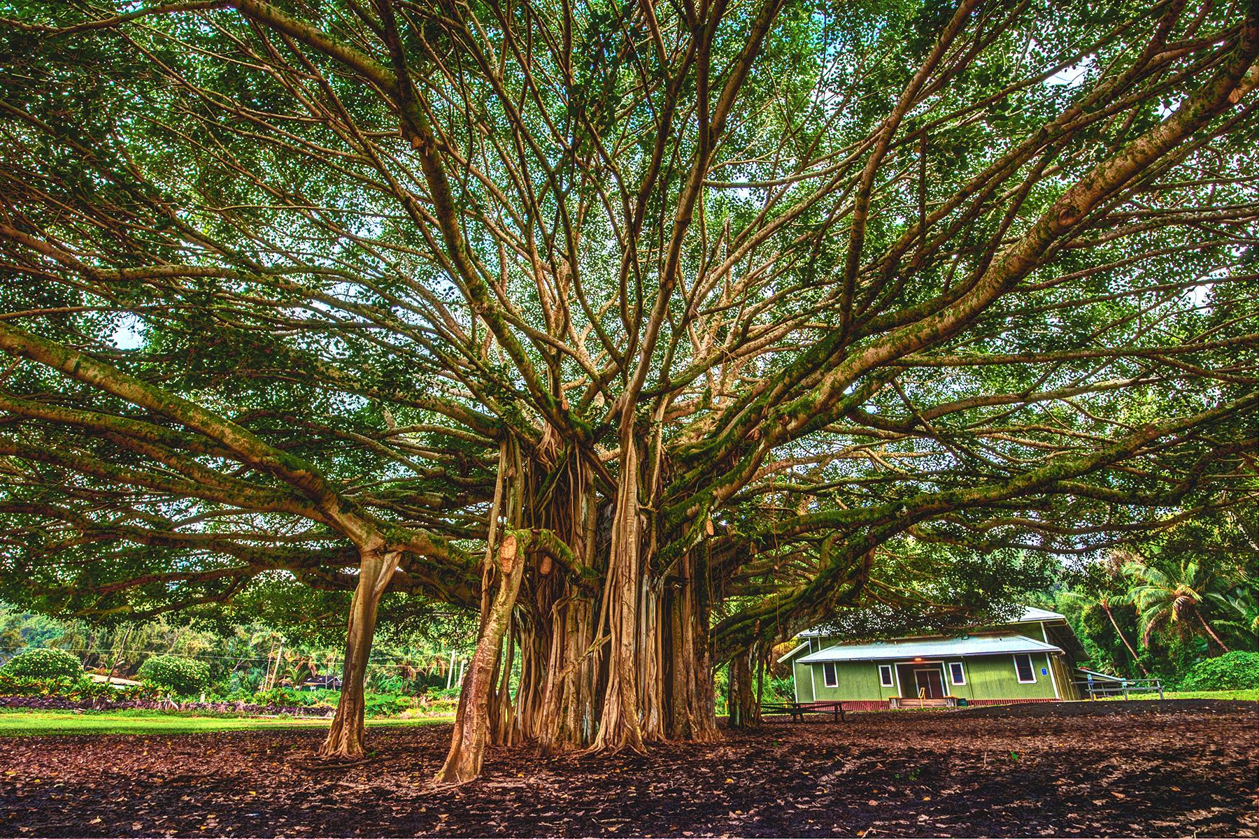 01_World'sMostBeautifulXmastrees_Lahaina,Maui,Hawaii_shutterstock_1161578860