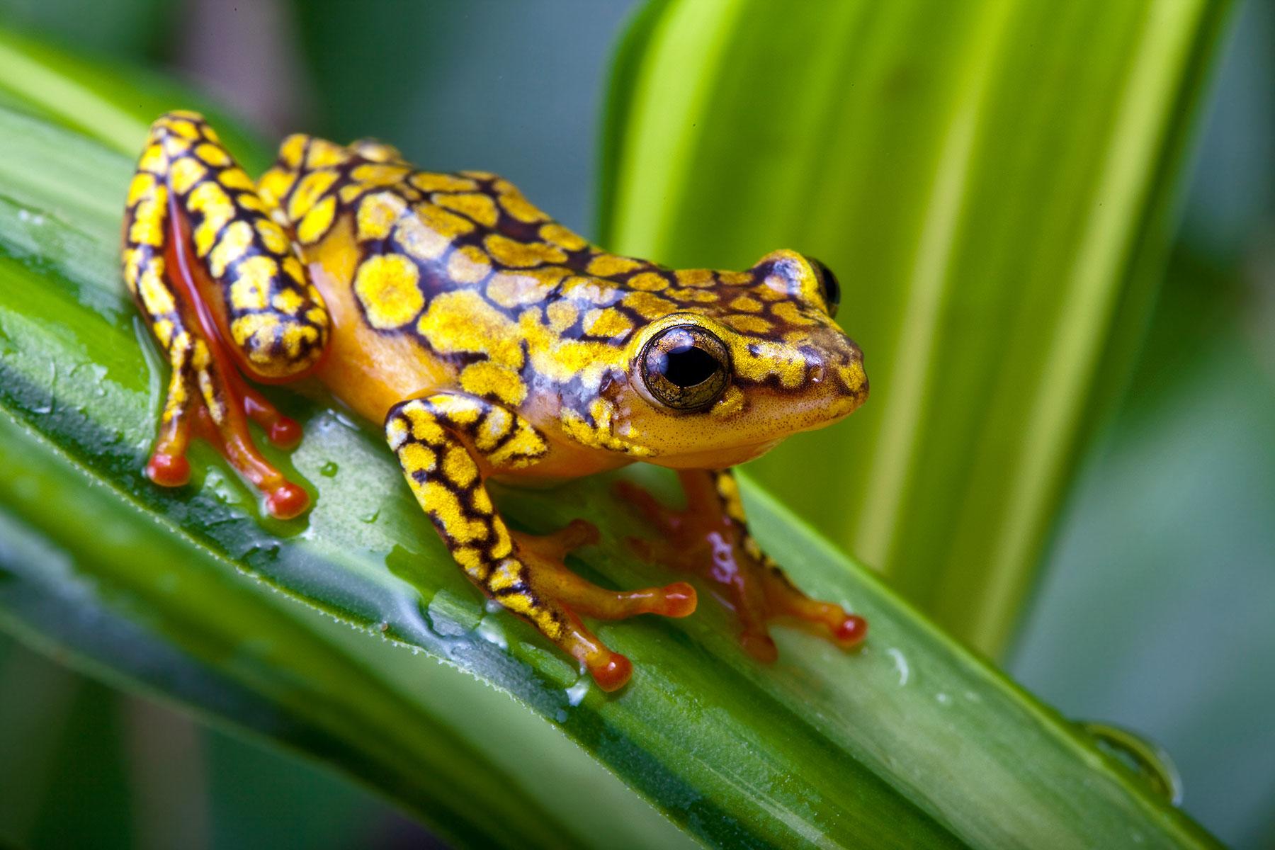 <a href='https://www.fodors.com/world/south-america/brazil/the-amazon/experiences/news/you-have-been-warned-15-things-not-to-do-in-the-amazon-jungle#'>From "YOU HAVE BEEN WARNED: 15 Things NOT to Do in the Amazon Jungle: Do Not Expect a Refuge of Total Peace and Quiet"</a>