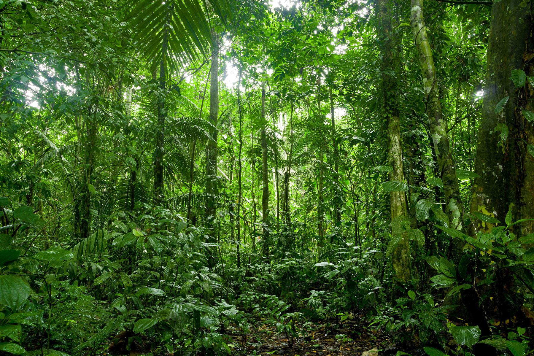 13_AmazonMisadventure_DontAssumeAnimalsOnlyThreat_shutterstock_181331084_1