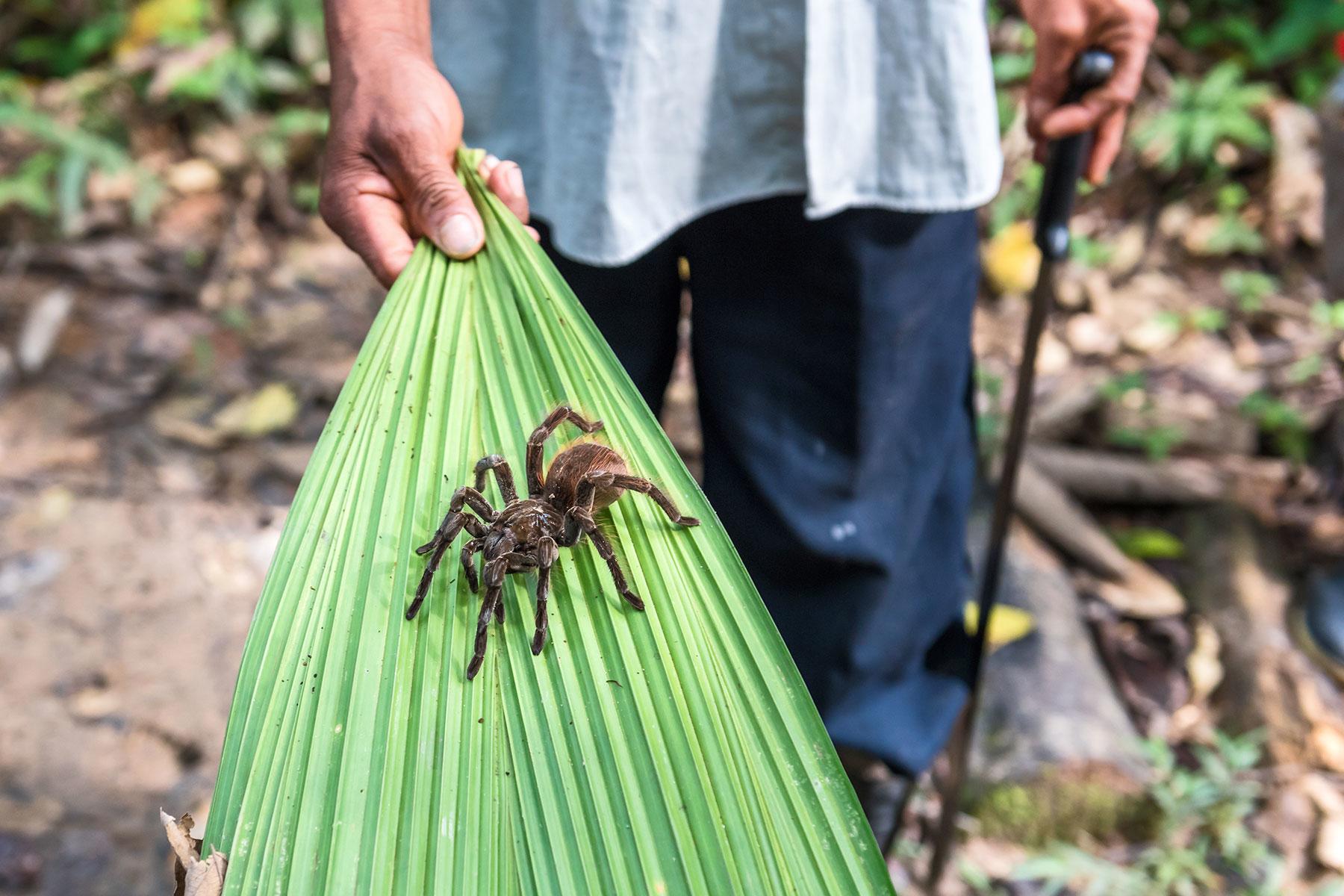 1_AmazonMisadventure_DontPoopOnTarantula_shutterstock_691149907_1