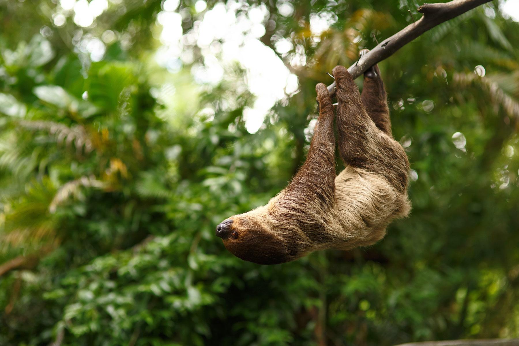 <a href='https://www.fodors.com/world/south-america/brazil/the-amazon/experiences/news/you-have-been-warned-15-things-not-to-do-in-the-amazon-jungle#'>From "YOU HAVE BEEN WARNED: 15 Things NOT to Do in the Amazon Jungle: Don’t Forget Your Place in This Jungle World"</a>
