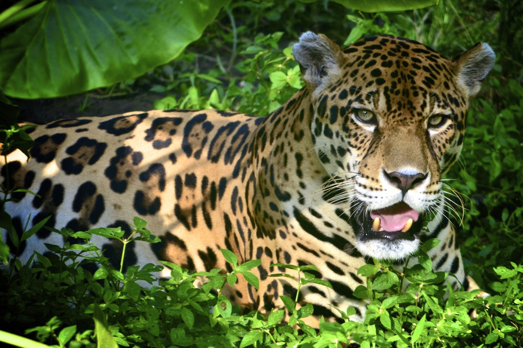 9_AmazonMisadventure_DontRuleOutLargeCat_shutterstock_555854239_1