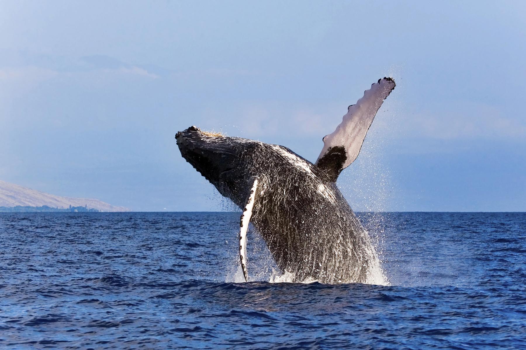 10 Whale Watch on Maui
