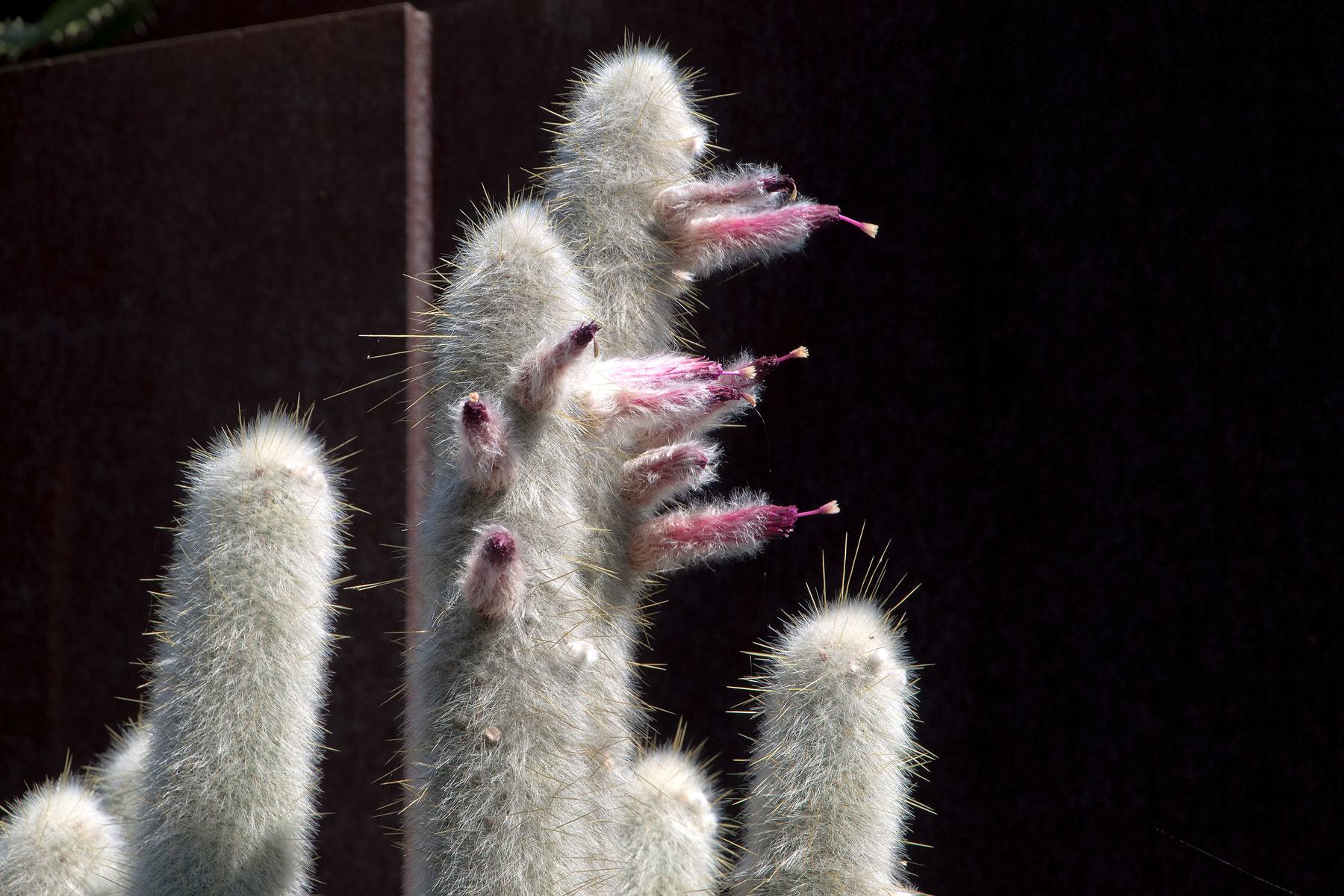 10_Worlds_Weirdest_Cacti_Silver_Torch_dreamstime_xl_112112857