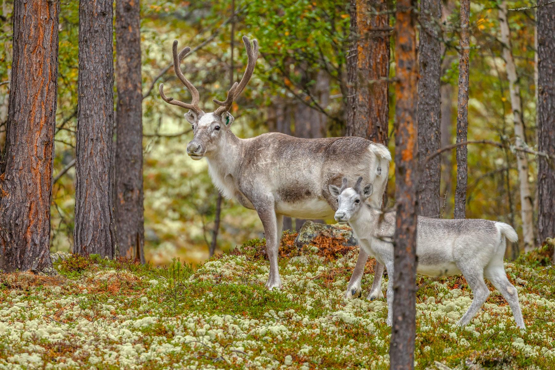 37_Ultimate_NatlParks_GatesoftheArctic_shutterstock_1236828976