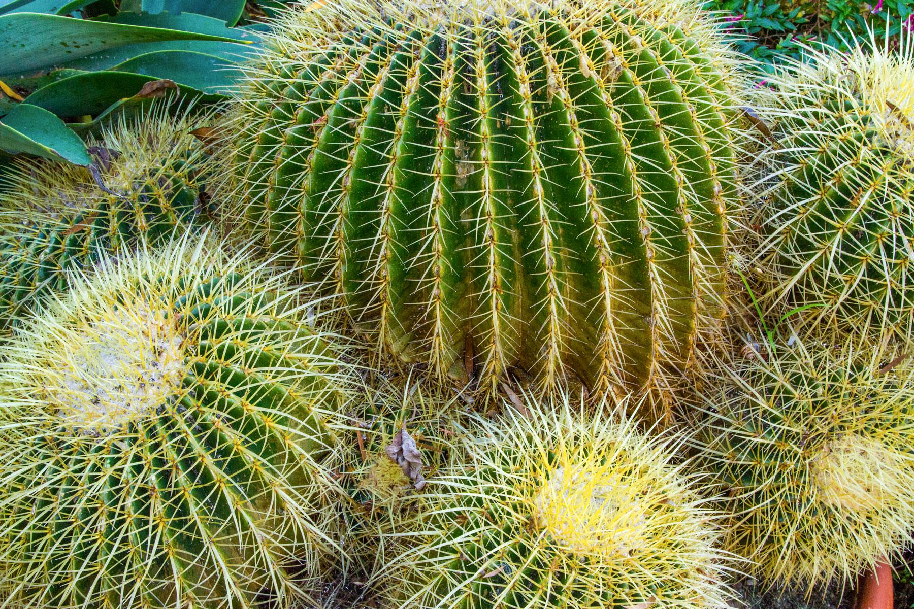 10 Coolest Cacti On Earth