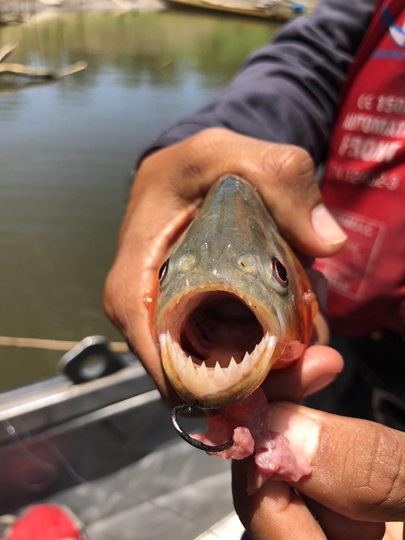 Piranha catch