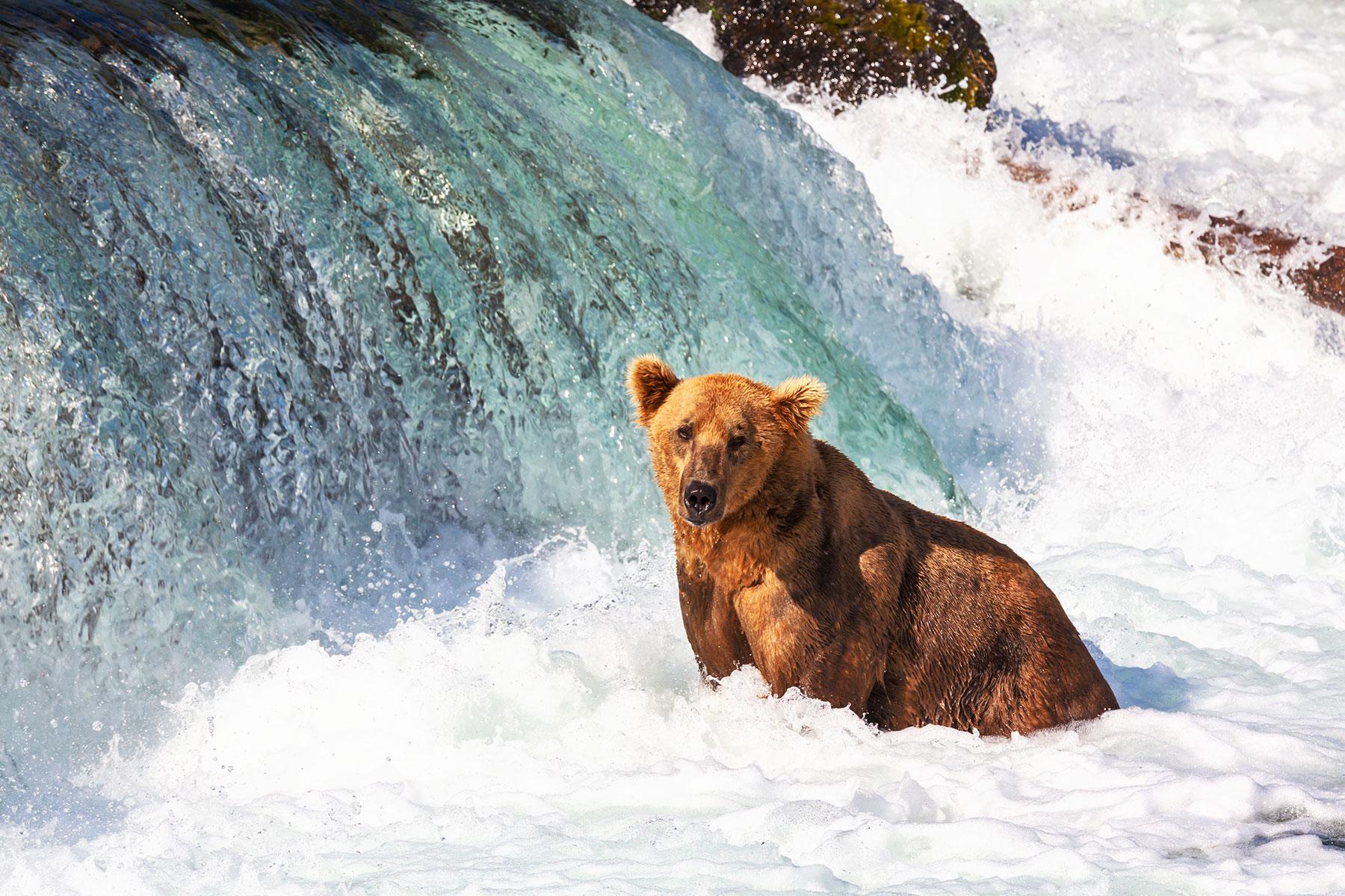 <a href='https://www.fodors.com/world/north-america/usa/alaska/experiences/news/photos/the-10-cant-miss-shore-excursions-to-choose-on-your-alaskan-cruise#'>From "The 10 Can't-Miss Shore Excursions to Choose on Your Alaskan Cruise: Bear Watching and Flightseeing"</a>