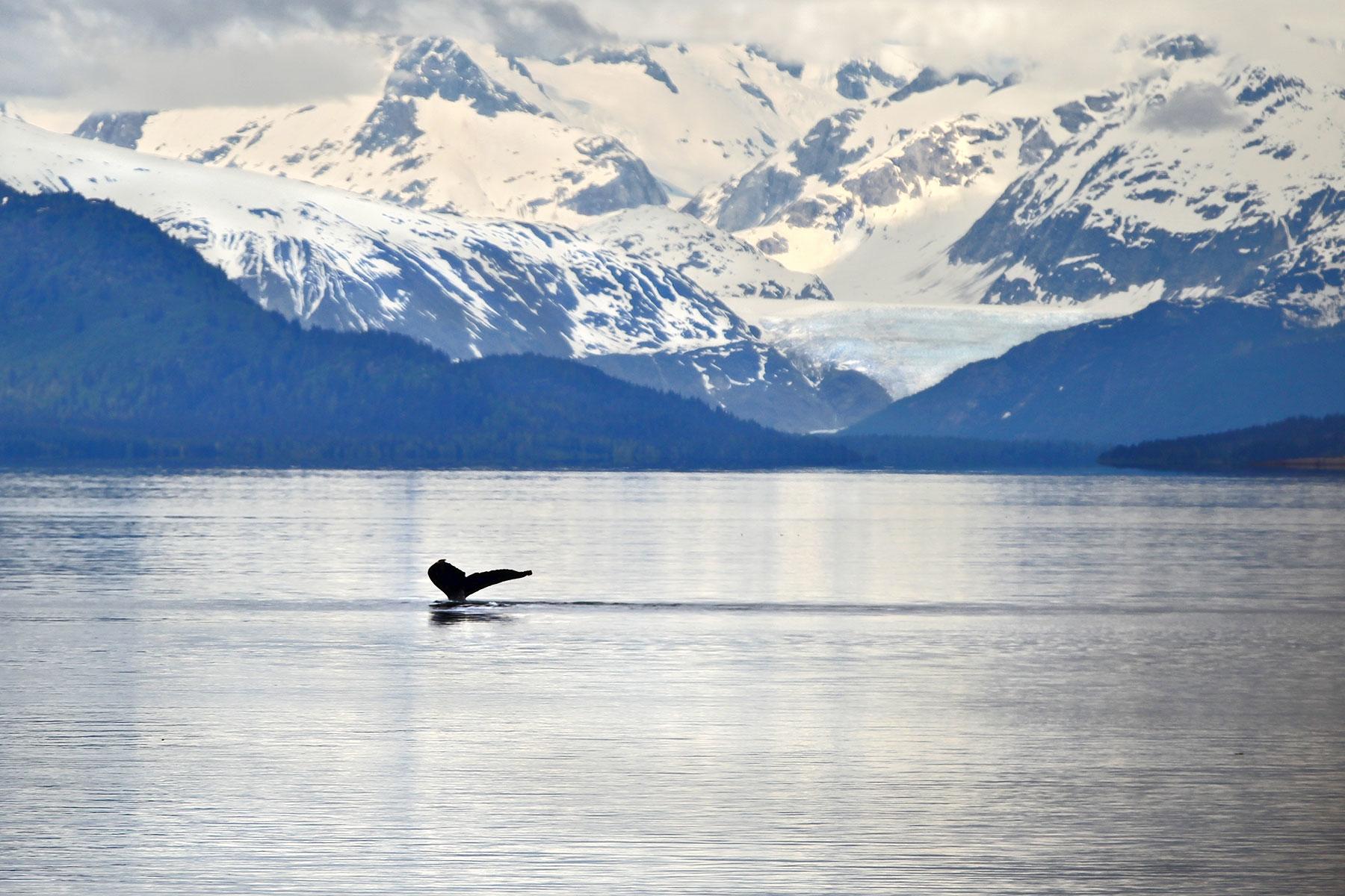 <a href='https://www.fodors.com/world/north-america/usa/alaska/experiences/news/photos/the-10-cant-miss-shore-excursions-to-choose-on-your-alaskan-cruise#'>From "The 10 Can't-Miss Shore Excursions to Choose on Your Alaskan Cruise: Whale-Watching"</a>