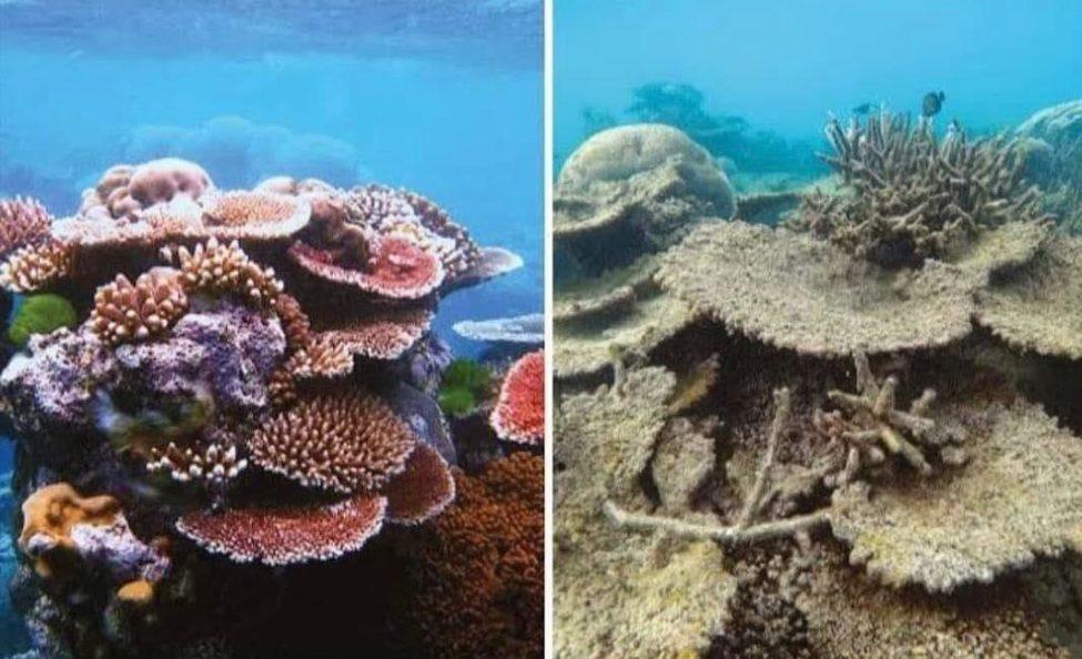 coral reef challenge