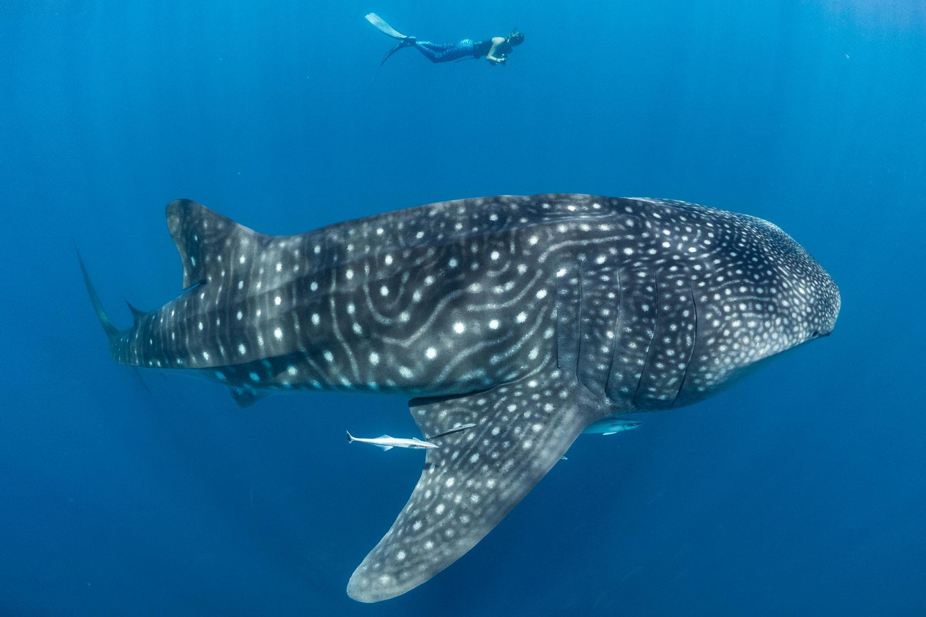 Where Can You Swim Or Snorkel With Whale Sharks