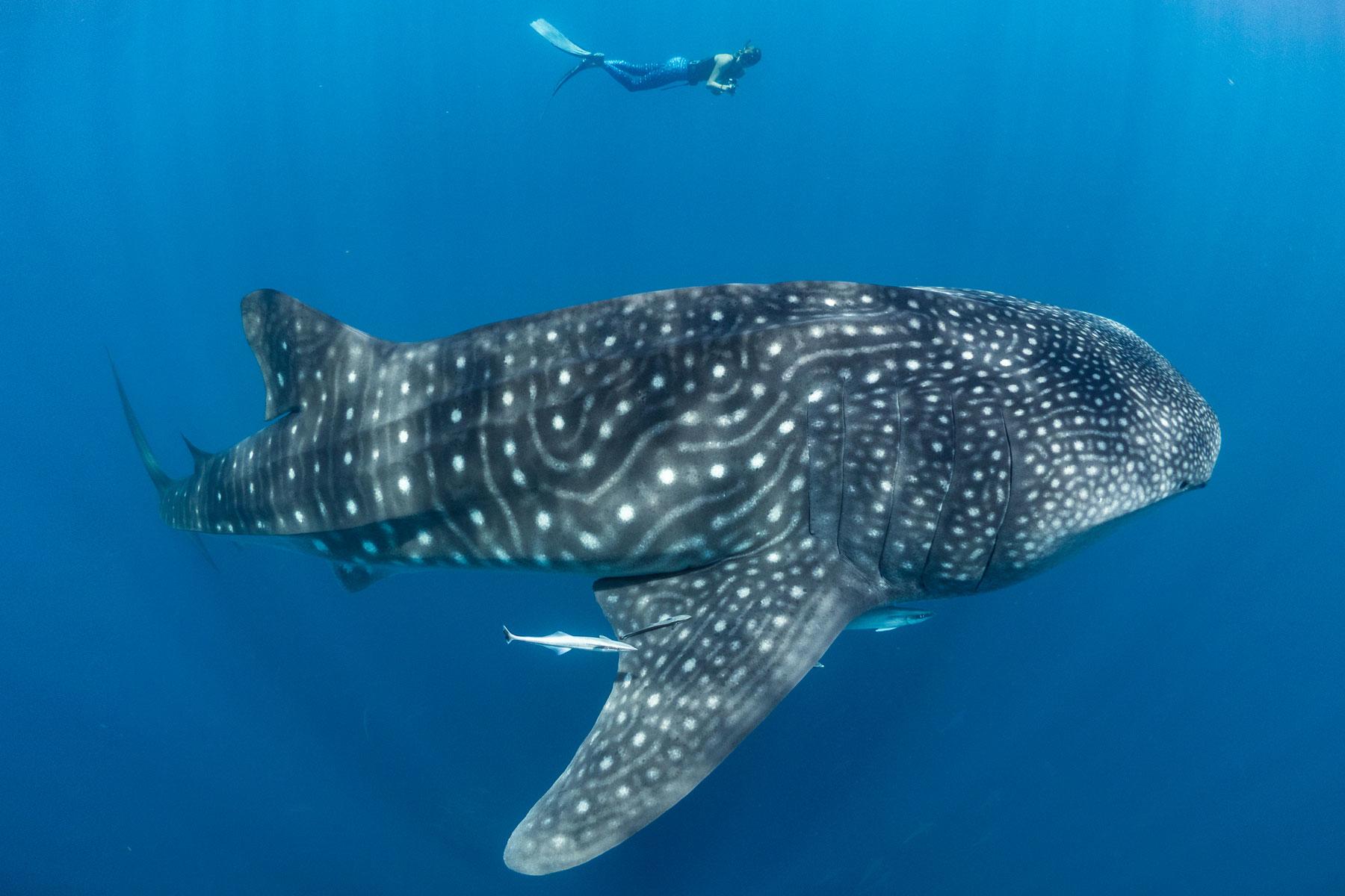Where Can You Swim or Snorkel With Whale Sharks?