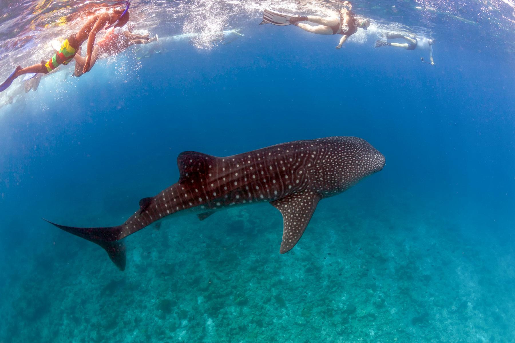 Where Can You Swim Or Snorkel With Whale Sharks