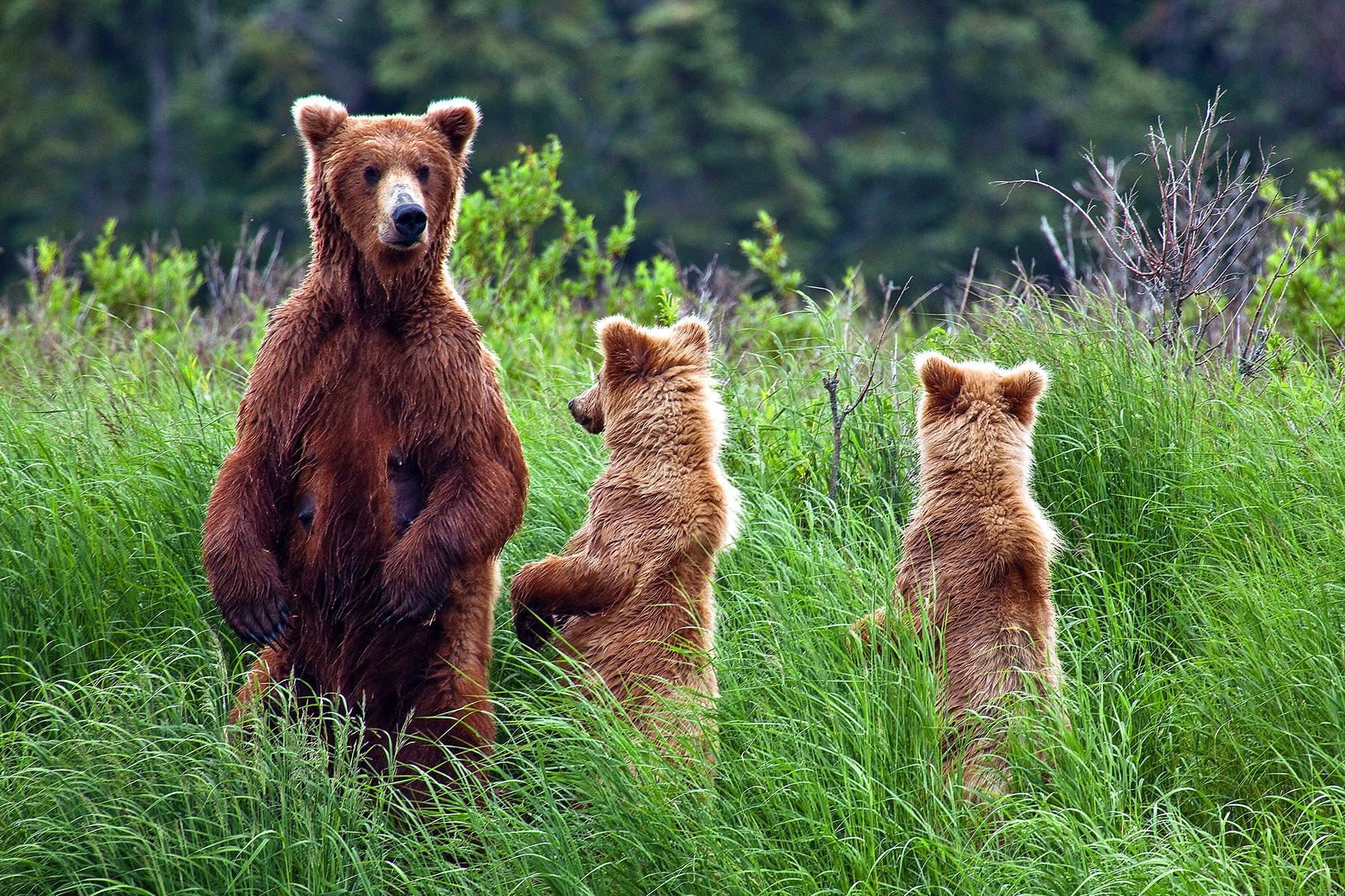 08_Ultimate_Alaska_BearSpotting_shutterstock_132724028