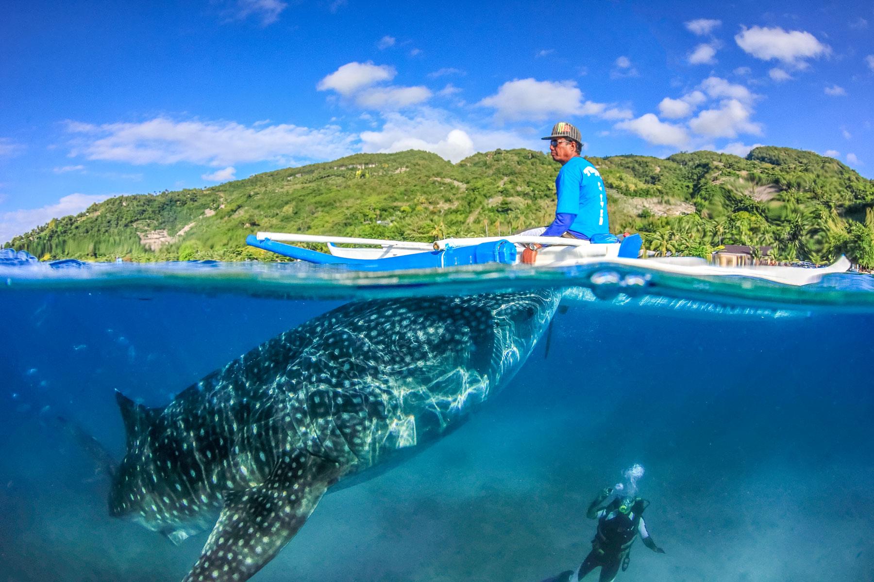 Where Can You Swim or Snorkel With Whale Sharks?