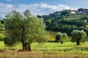olive trees
