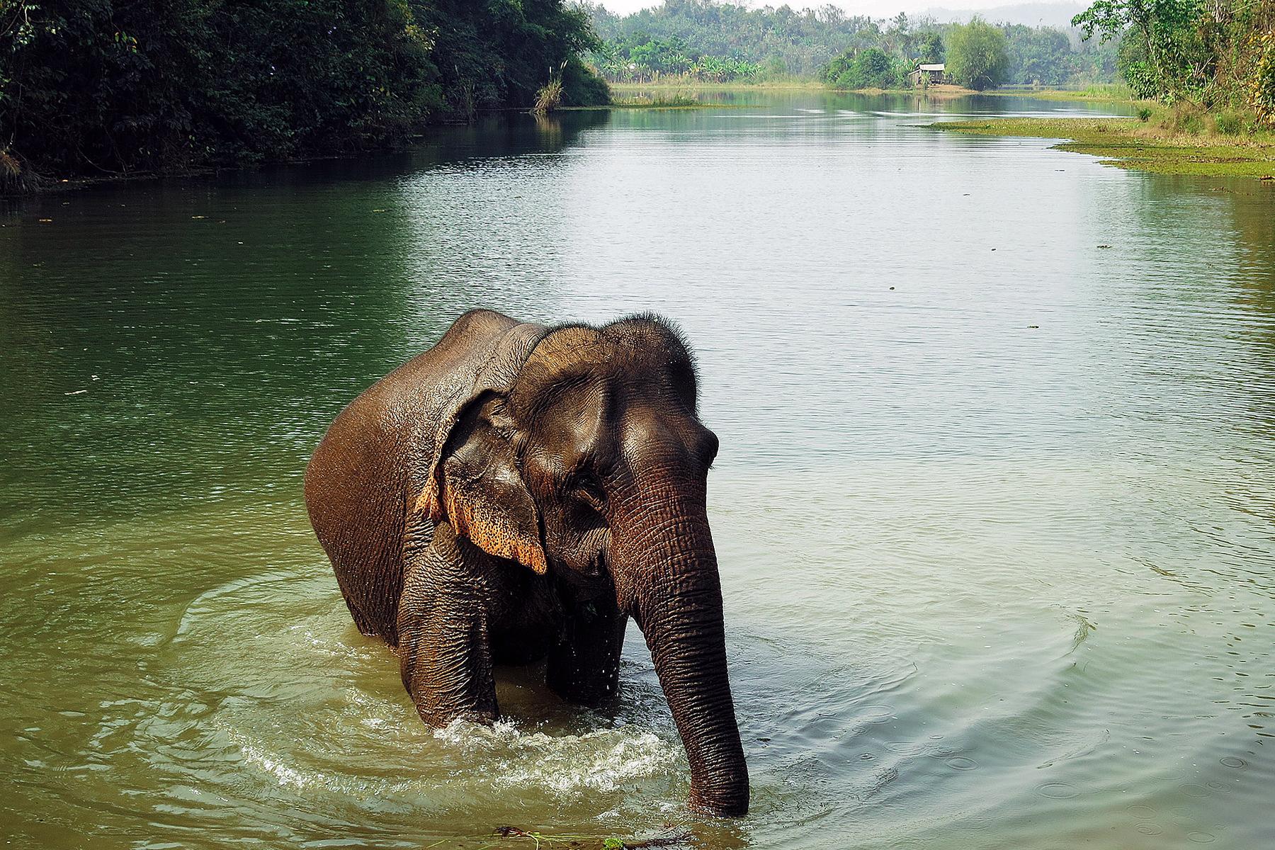 09_10ThingstoKnowbeforegoingtoLaos__SaynotoAnimalInteractions_shutterstock_670552684