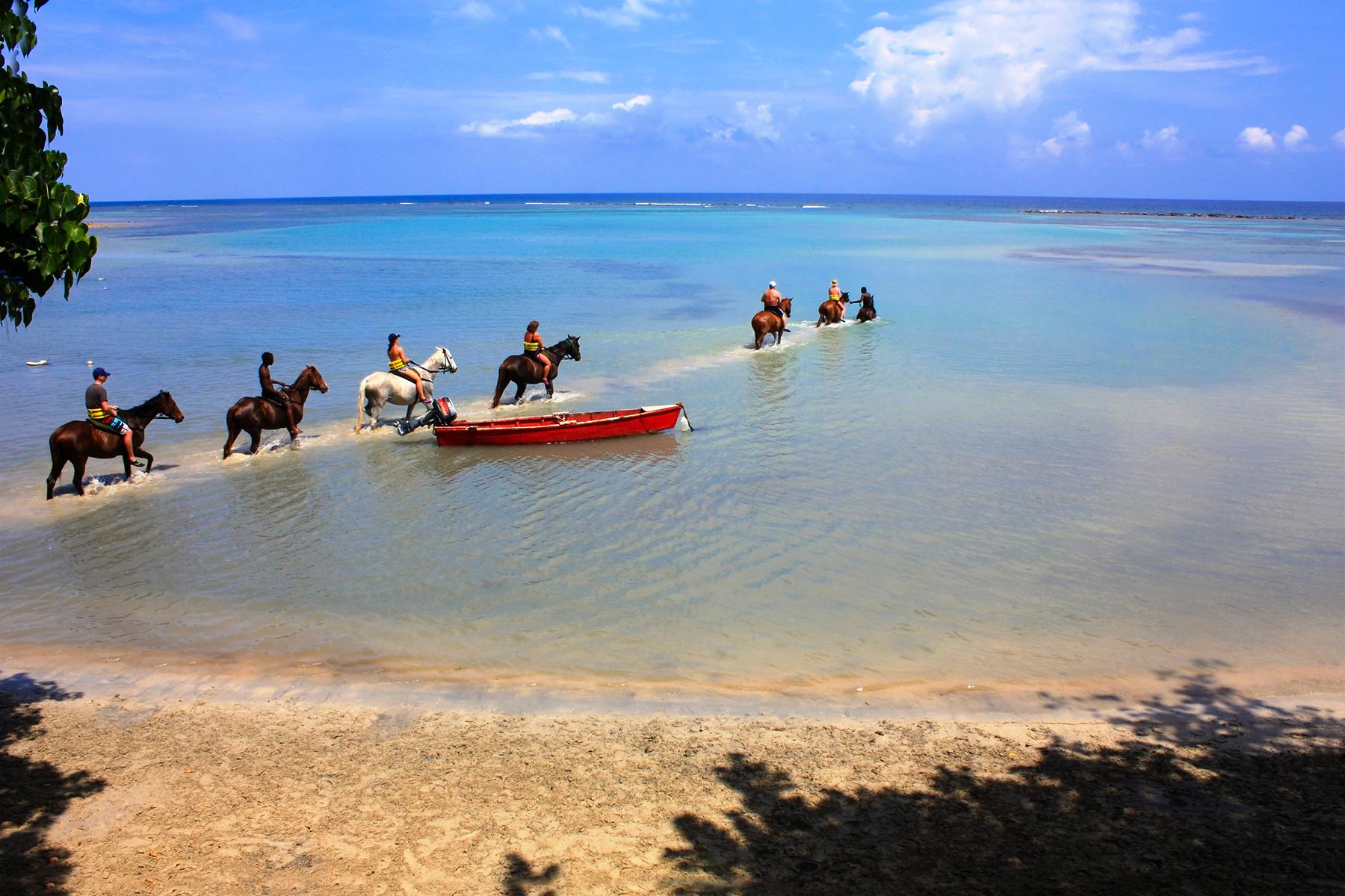 horse swimming