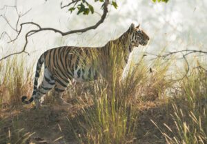 This Incredible Safari Is the Real-Life Jungle Book