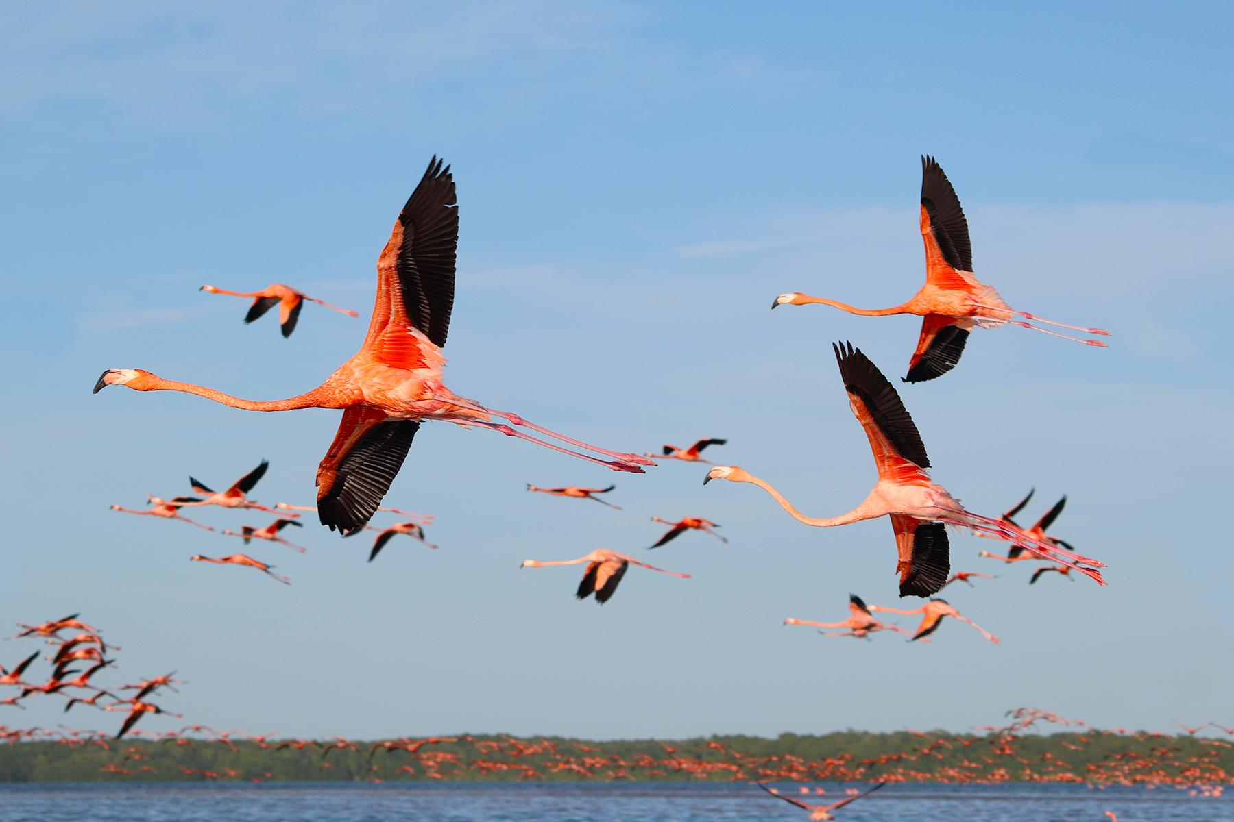 <a href='http://www.fodors.com/world/mexico-and-central-america/mexico/yucatan-and-campeche-states/experiences/news/discover-mayan-ruins-secret-cenotes-and-pink-lakes-on-these-10-day-trips-from-merida-mexico#'>From "Discover Mayan Ruins, Secret Cenotes, and Pink Lakes on These 10 Day Trips from Mérida, Mexico: Celestún"</a>