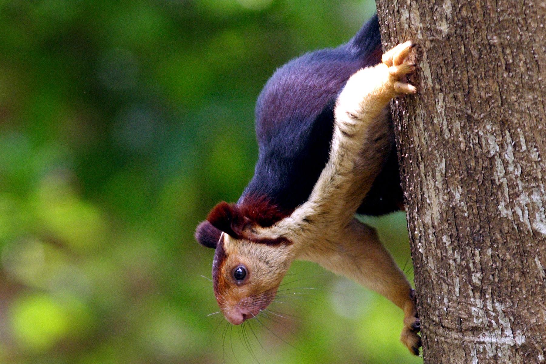 Malabar Giant Squirrel, Wikimedia Commons, N.A. Nazeer