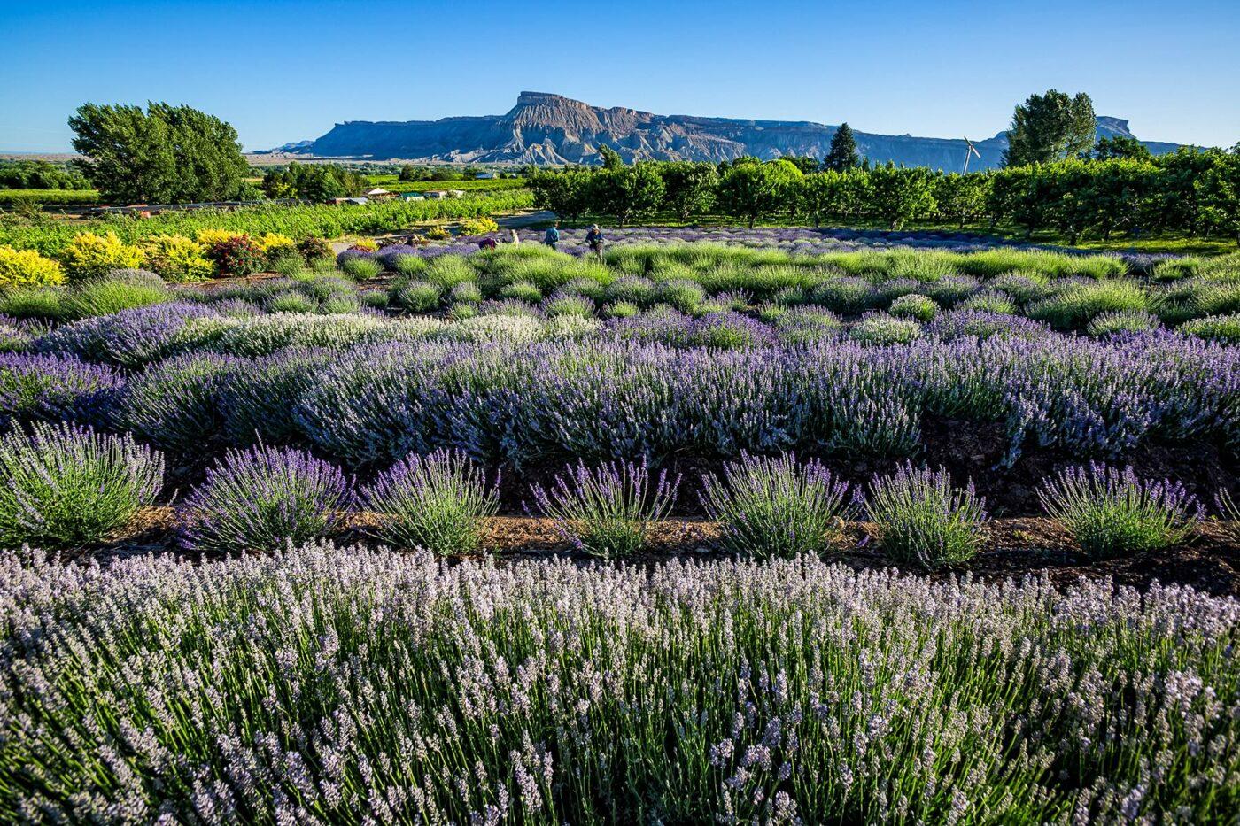11 U.S. Lavender Farms You Can Visit