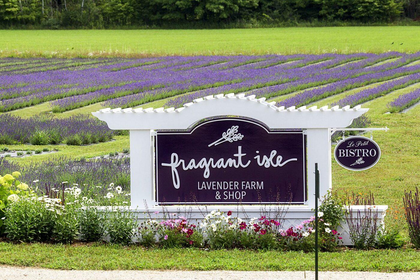 11 U.S. Lavender Farms You Can Visit
