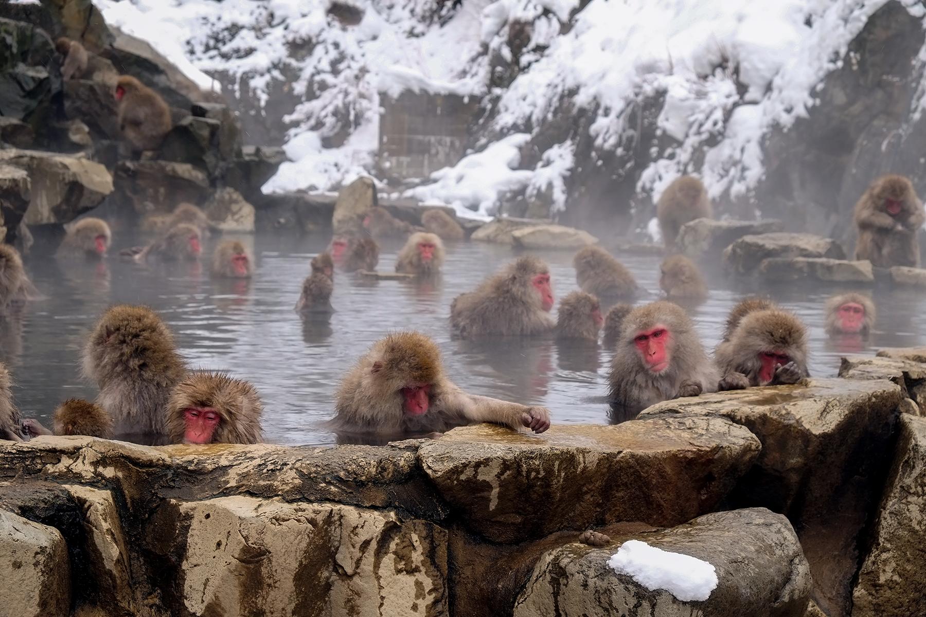 02_WildThermalBathing__Jigokudani_shutterstock_718385695