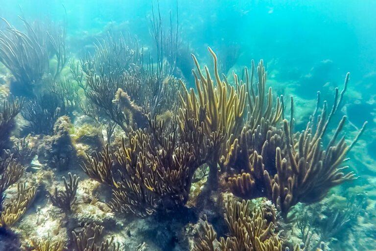 <a href='https://www.fodors.com/world/caribbean/st-martin-and-st-maarten/experiences/news/heres-where-to-find-saint-martins-best-kept-secrets#'>From "Here's Where to Find Saint Martin's Best-Kept Secrets: Pinel Island’s Reef"</a>