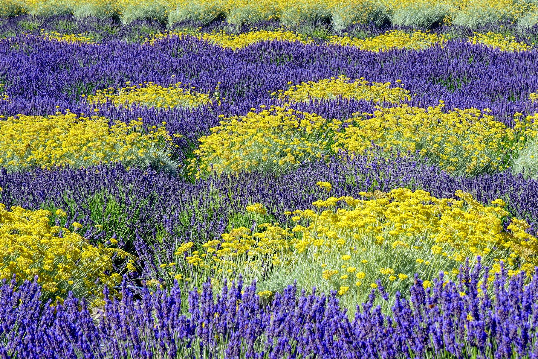 11 U.S. Lavender Farms You Can Visit