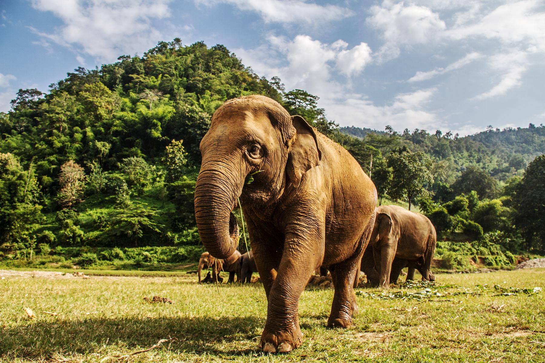 06_10ThingsyouneedtoknoeThailand__ElephantEncountersAreaNoNo_shutterstock_1006144666