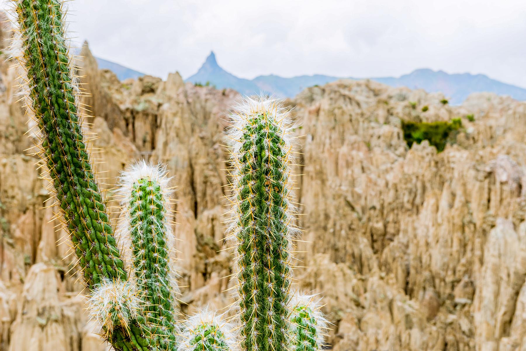 06_LaPazValleyoftheMoon__32SpeciesofCacti_iStock-949984214