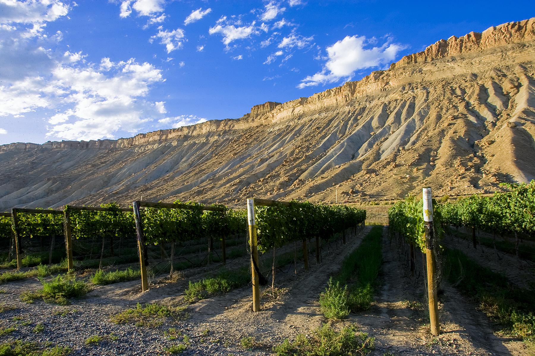 06_UltimateColorado__WineInPalisade_CO_PhotoProject2007_0206